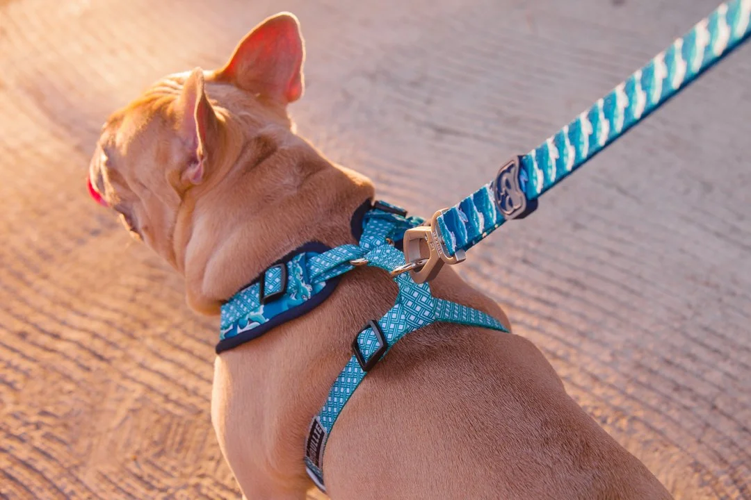 Essential Accessories For Your Dog