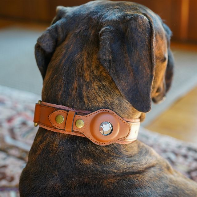 Best Training Dog Collars